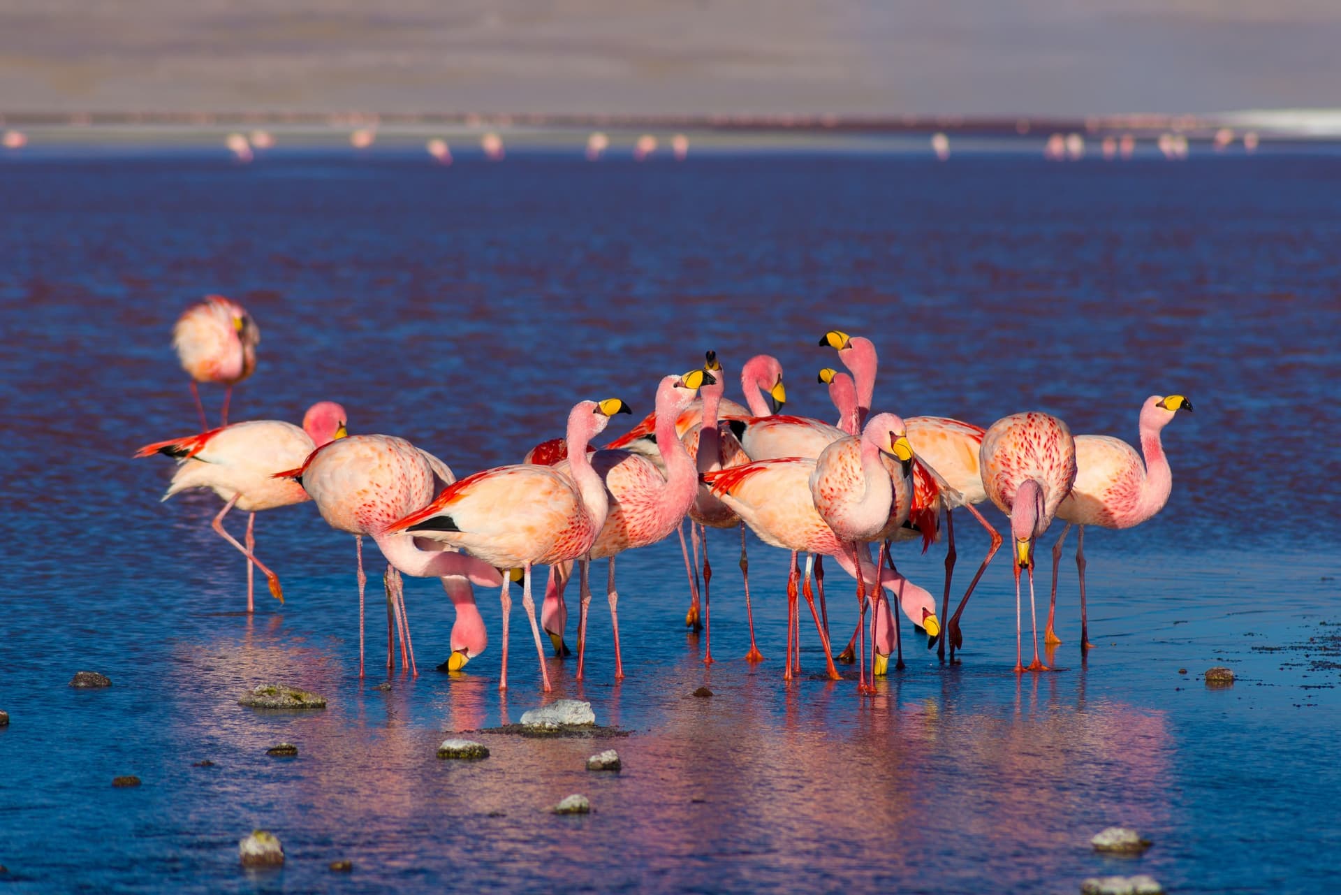 Where to Observe Pink Flamingos in Bolivie?