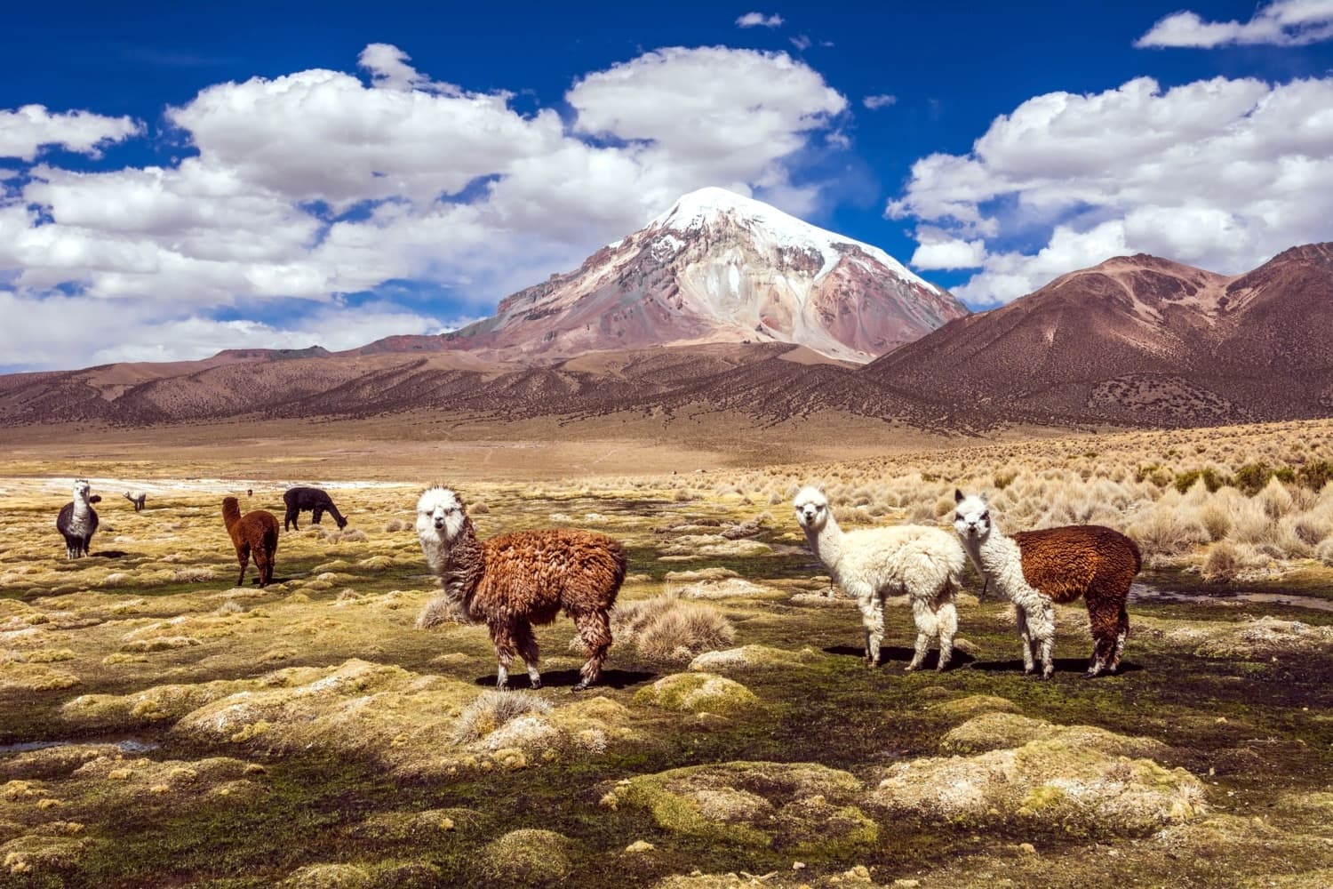 Sajama National Park